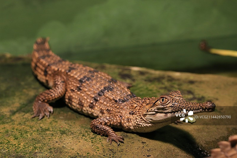 水中霸主-鳄鱼图片素材