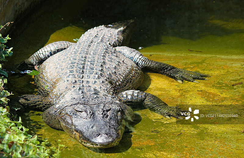 水中霸主-鳄鱼图片素材