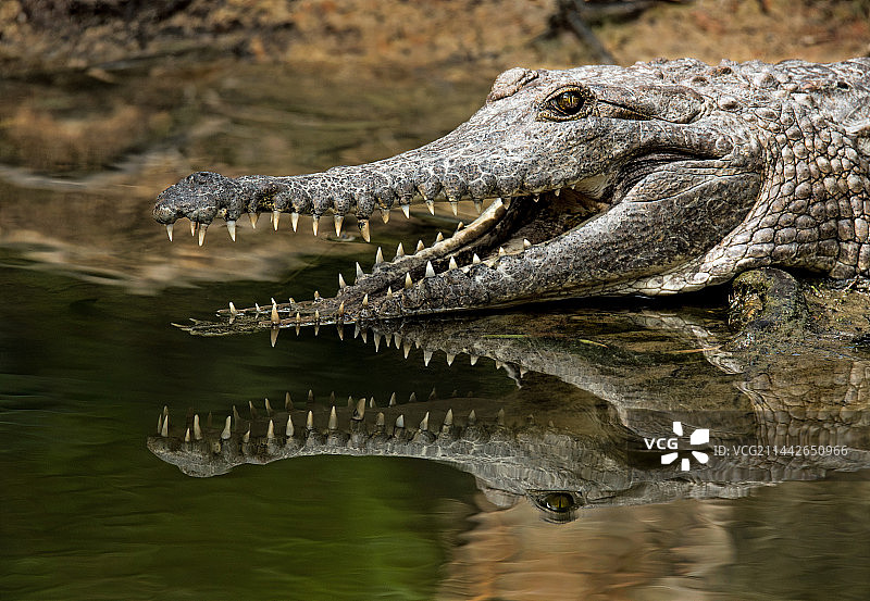 水中霸主-鳄鱼图片素材