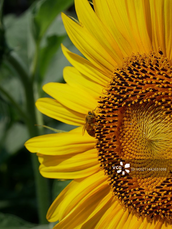 拍花基因觉醒图片素材