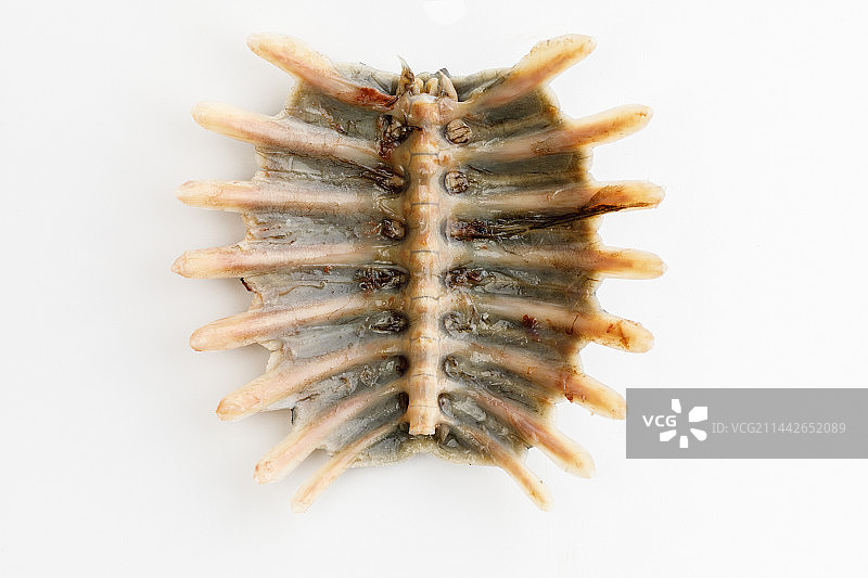 新鲜的甲鱼盖子图片素材