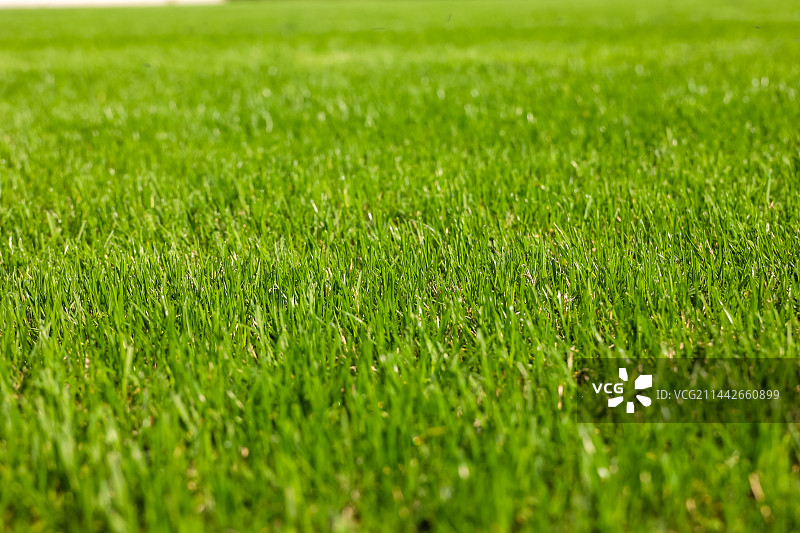 南京东郊国宾馆草坪图片素材