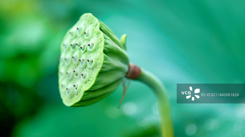 夏日莲蓬图片素材