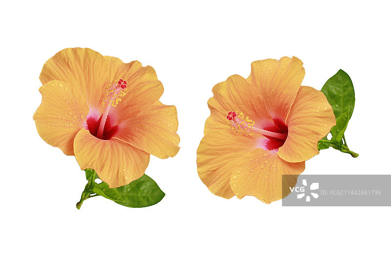 花蕊花心微距图片素材