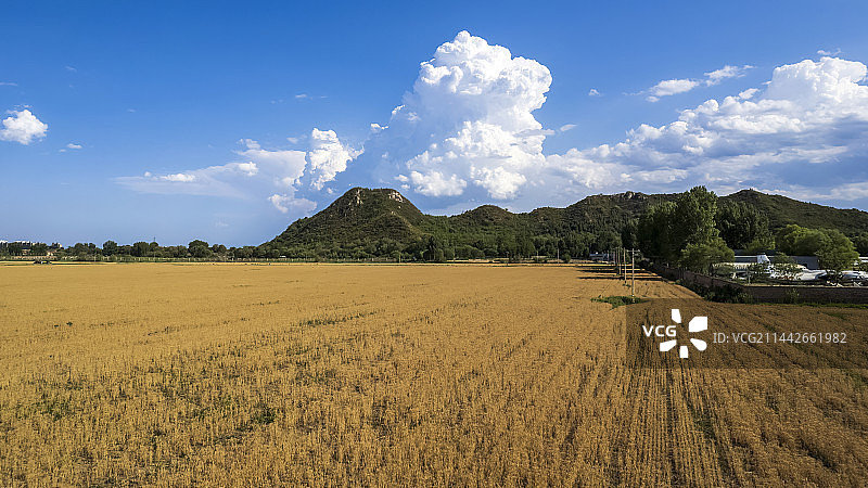 航拍小汤山金色麦田图片素材