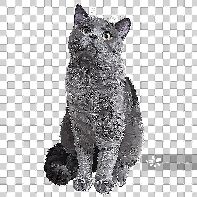 写实狗狗猫猫图片素材