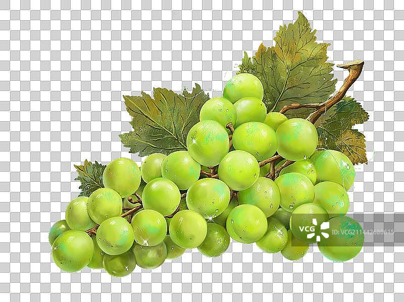 手绘写实水果插画-葡萄图片素材