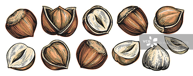 白色背景上的一组榛子图片素材