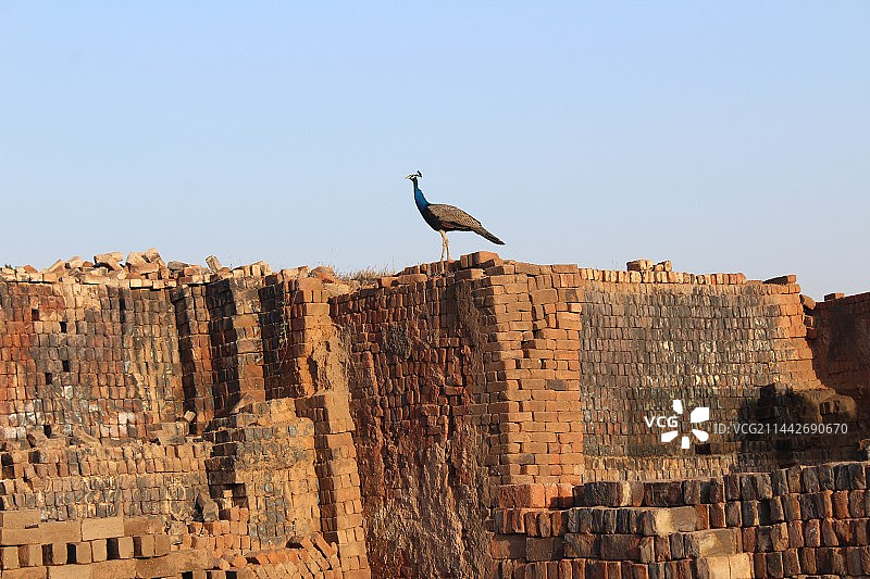 印度孔雀，贾姆讷格尔，古吉拉特邦，印度图片素材
