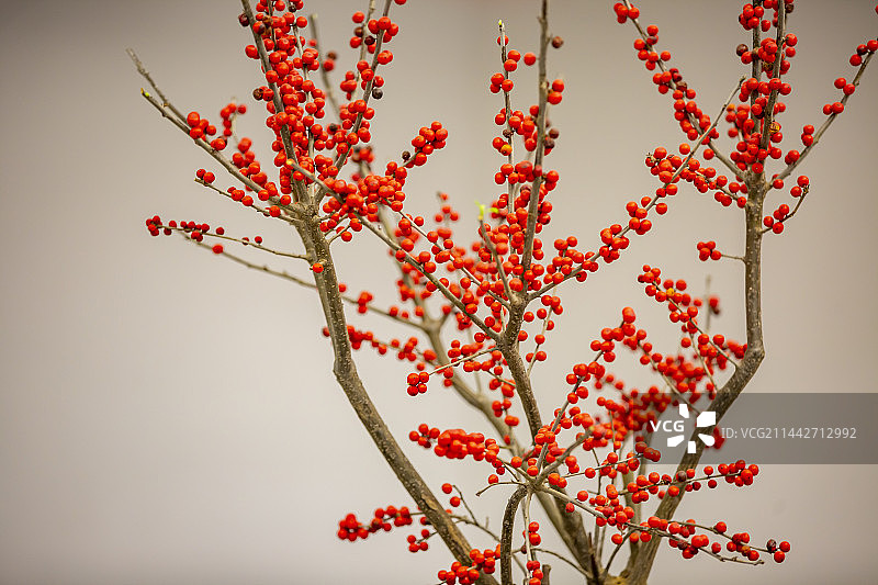 南京玄武湖里的银柳图片素材