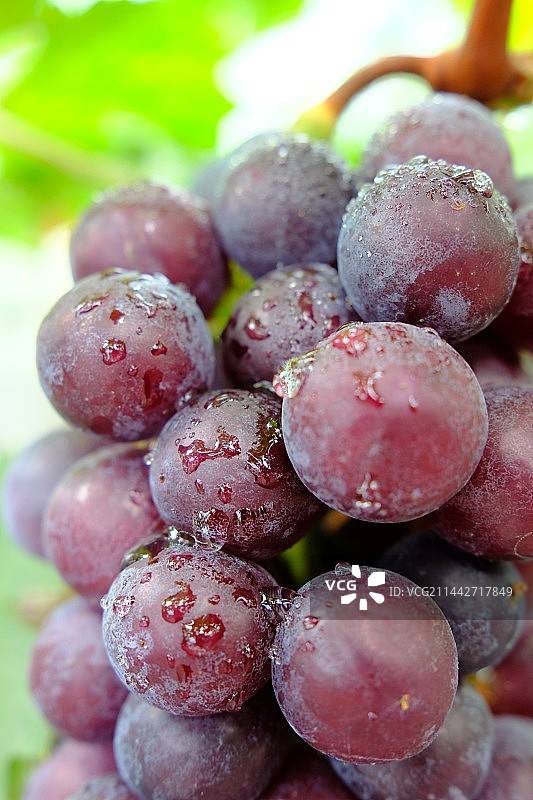 湿葡萄特写镜头图片素材