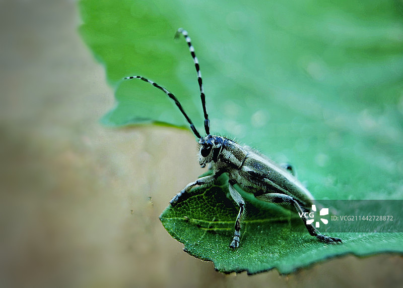 叶上昆虫特写镜头图片素材