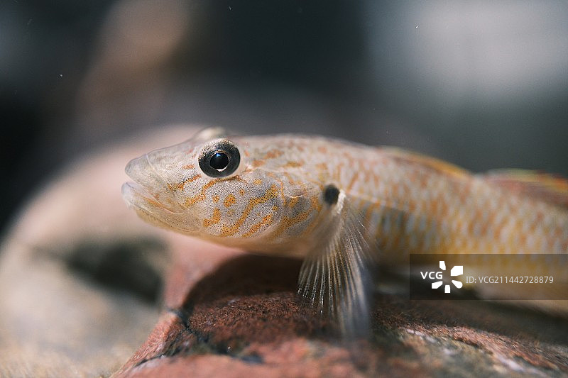 虾虎鱼图片素材