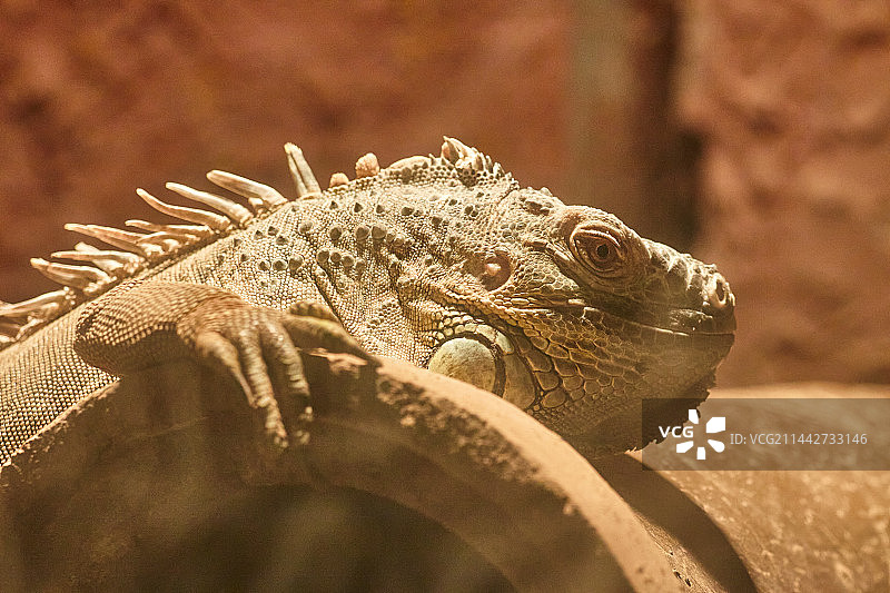 蜥蜴特写图片素材