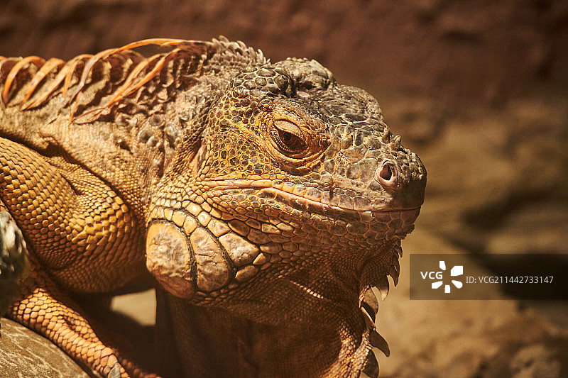 蜥蜴特写图片素材