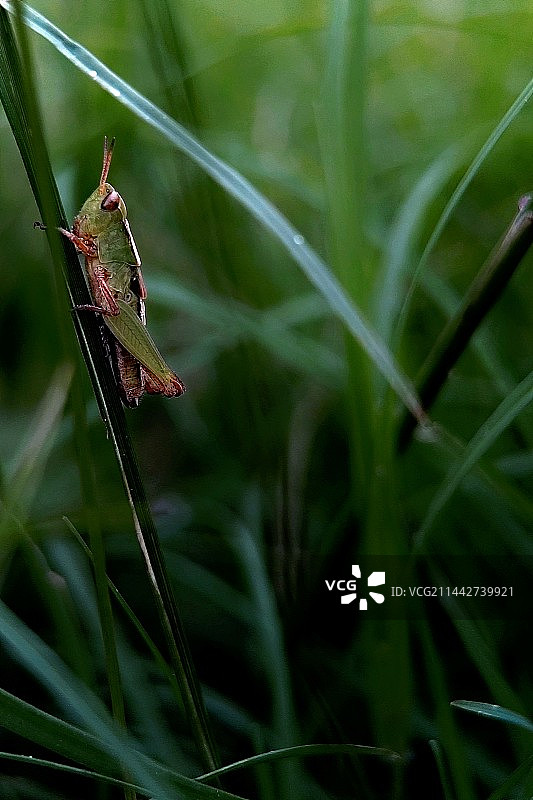 蚱蜢图片素材