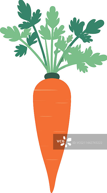 新鲜的胡萝卜图片素材