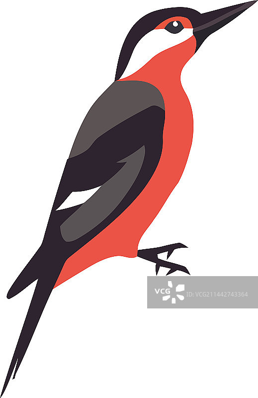 可爱的啄木鸟图片素材