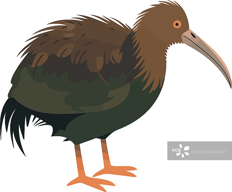 可爱的彩色羽毛小鸟图片素材