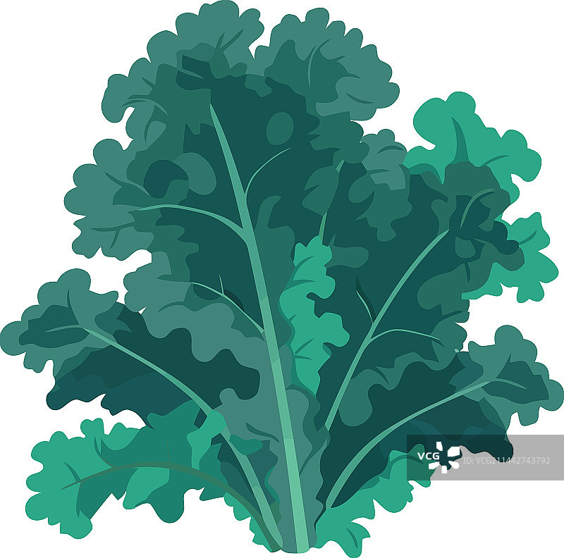 新鲜有机羽衣甘蓝装饰图片素材