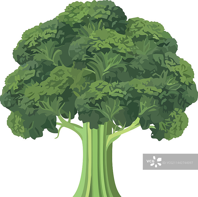 绿色西兰花图片素材