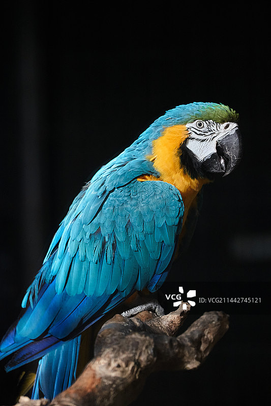 金刚鹦鹉图片素材