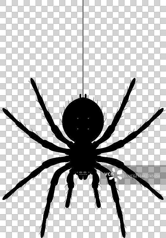 黑白蜘蛛挂在蛛丝上万圣节恐怖蜘蛛节肢动物图片素材