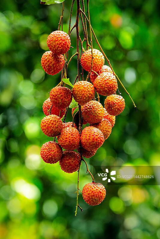 岭南佳果——桂味荔枝图片素材