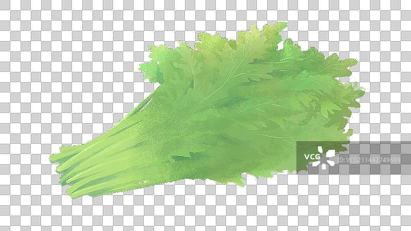 一把新鲜的绿色茼蒿菜图片素材