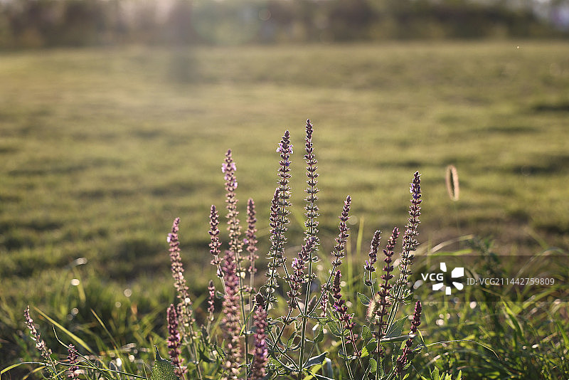 马鞭草图片素材