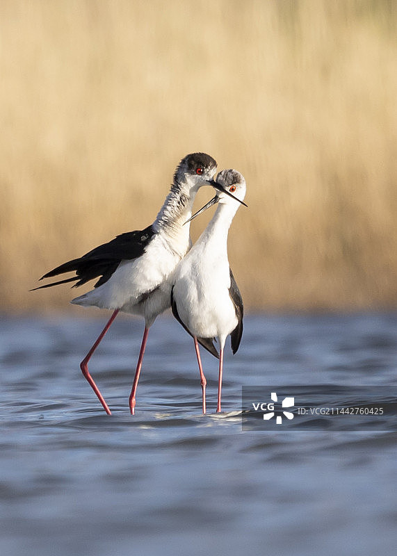 水上探戈（黑翅长腿鹬）图片素材
