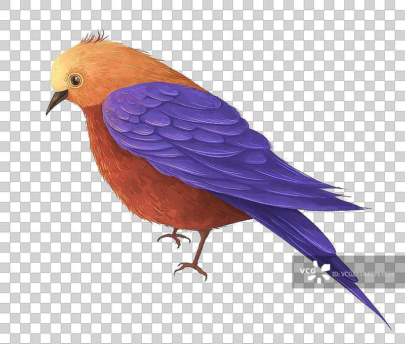 一只知更鸟插画图素图片素材