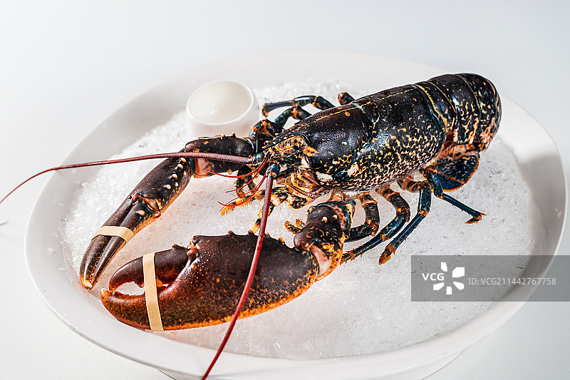 波士顿龙虾特写图片素材