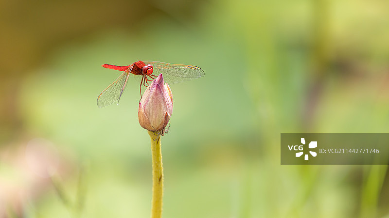 荷花上的红色蜻蜓图片素材