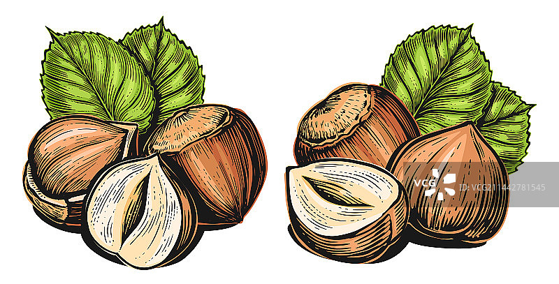 带叶子的榛子图片素材