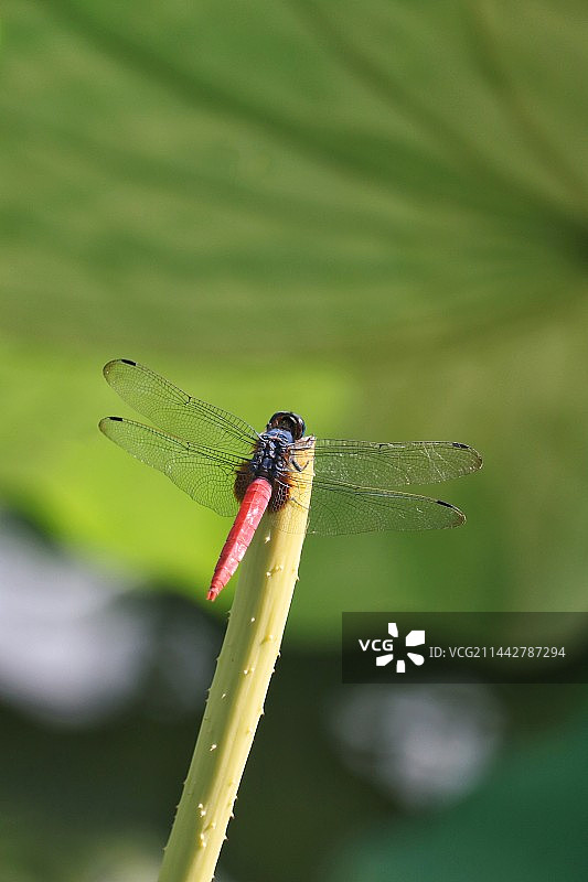 早有蜻蜓立上头图片素材