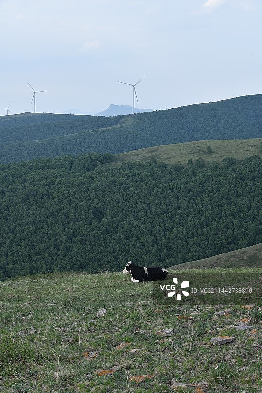 承德丰宁千松坝国家森林公园天路图片素材