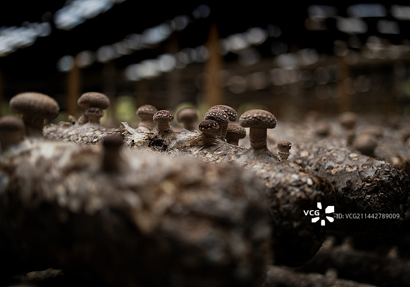 0Z8A3692图片素材