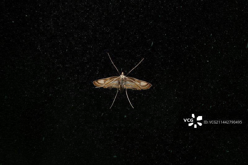 山中的精灵图片素材