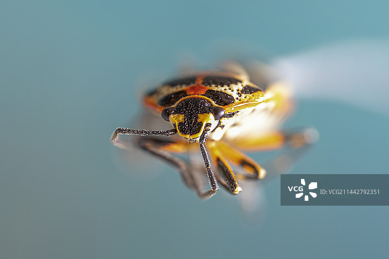 甲虫正面微距特写图片素材