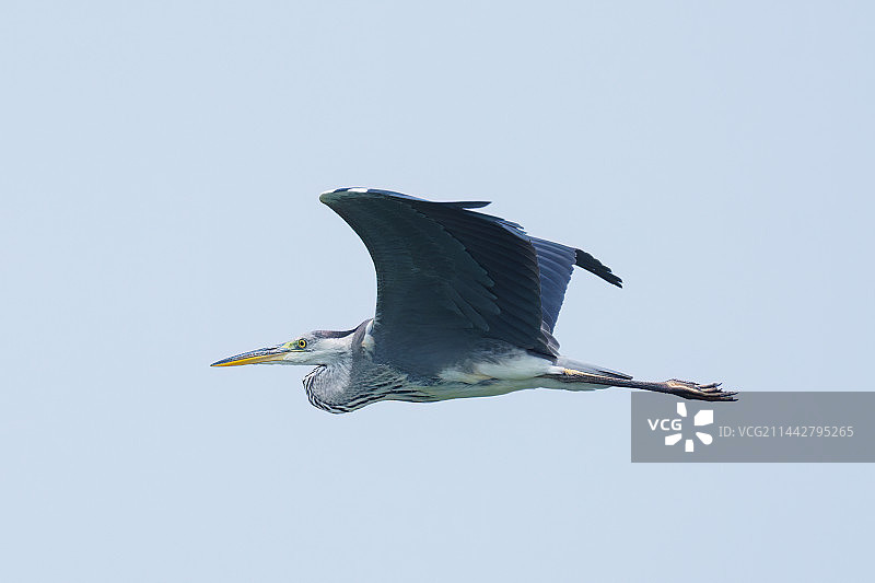 飞翔中的苍鹭图片素材