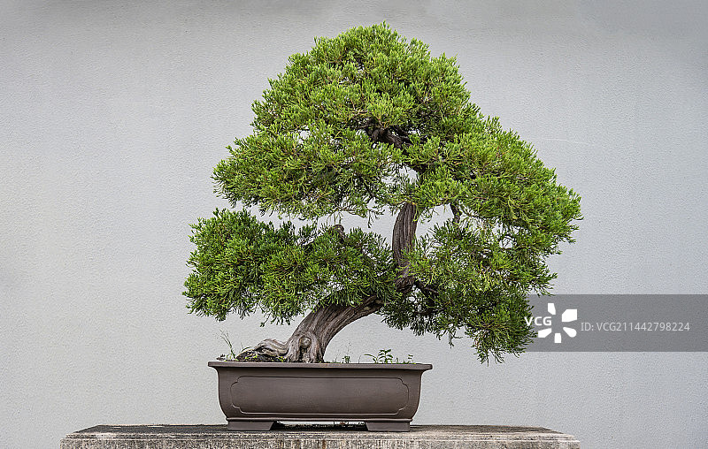 盆景翠柏图片素材