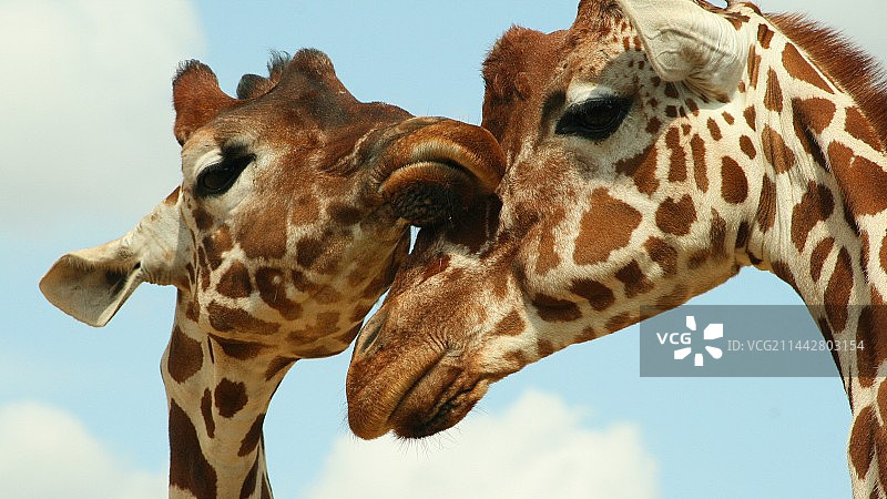 野外动物黄色斑点长颈鹿图片素材