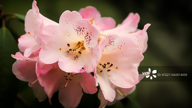 粉色高山杜鹃花花朵特写镜头图片素材