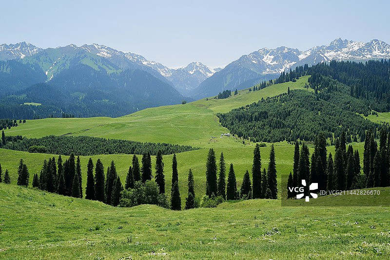 新疆伊犁恰西森林公园--恰西画卷图片素材