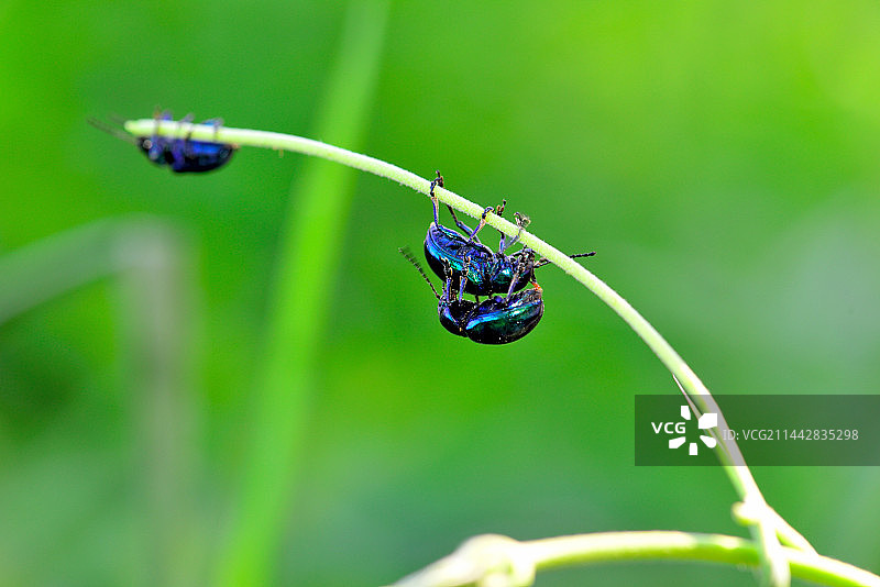 夏日激情的金龟子图片素材