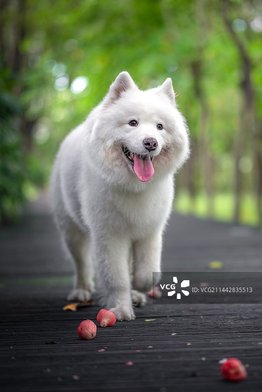 在丛林栈道享受惬意夏日的雪橇萨摩耶图片素材