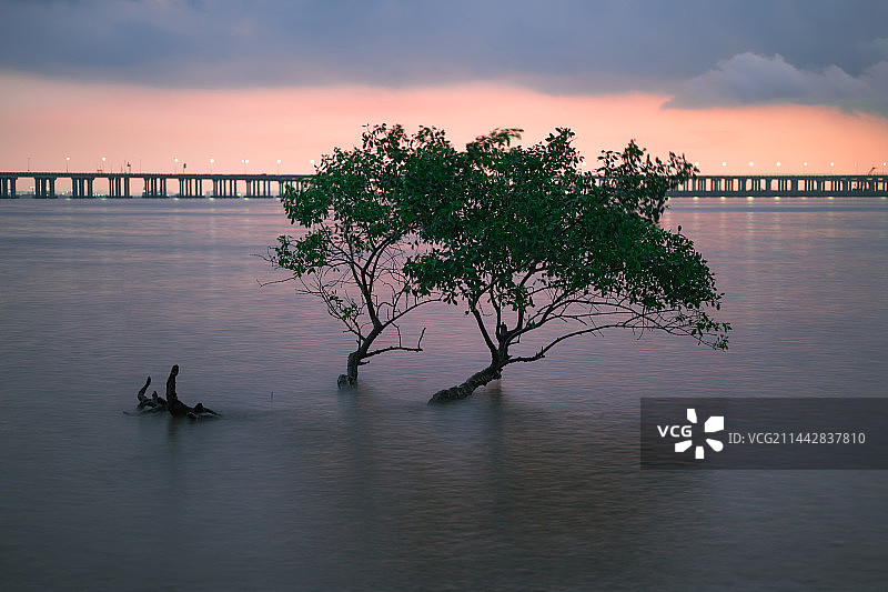 海中红树图片素材