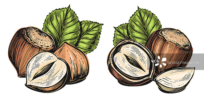 带有绿叶的成熟榛子，坚果风味图片素材