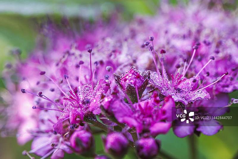 晨露绣线菊图片素材
